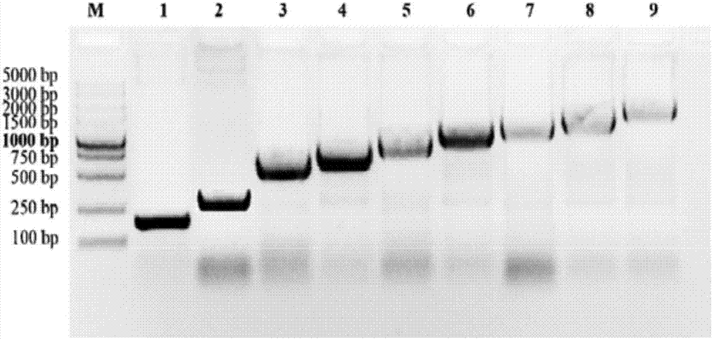 Elephant grass vascular tissue-specific promoter and its application