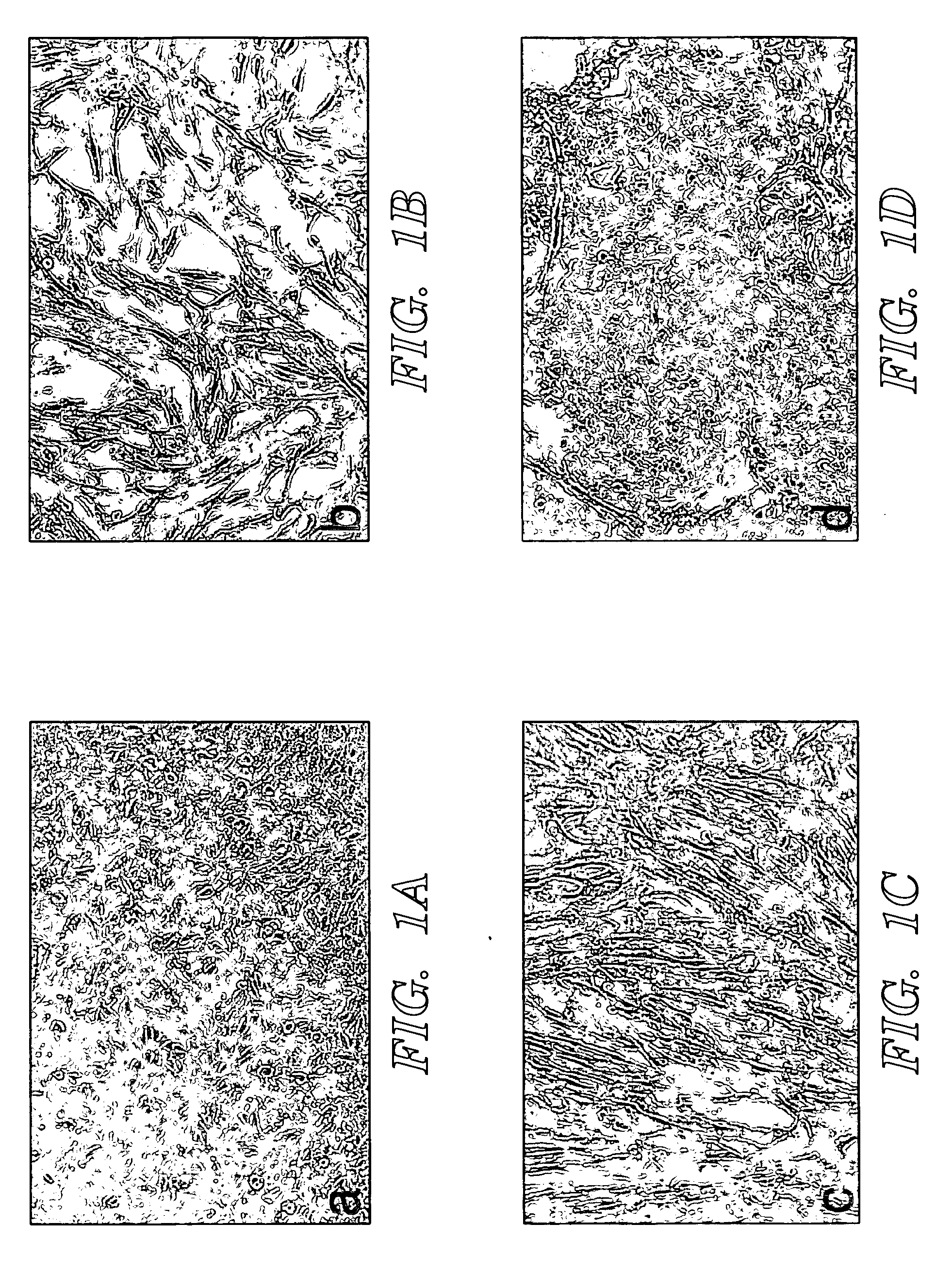 Method of isolating cells from umbilical cord