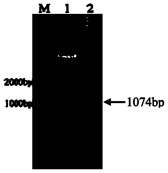 Recombinant Vero cell line capable of stably expressing porcine delta coronavirus-N protein and application of recombinant Vero cell line