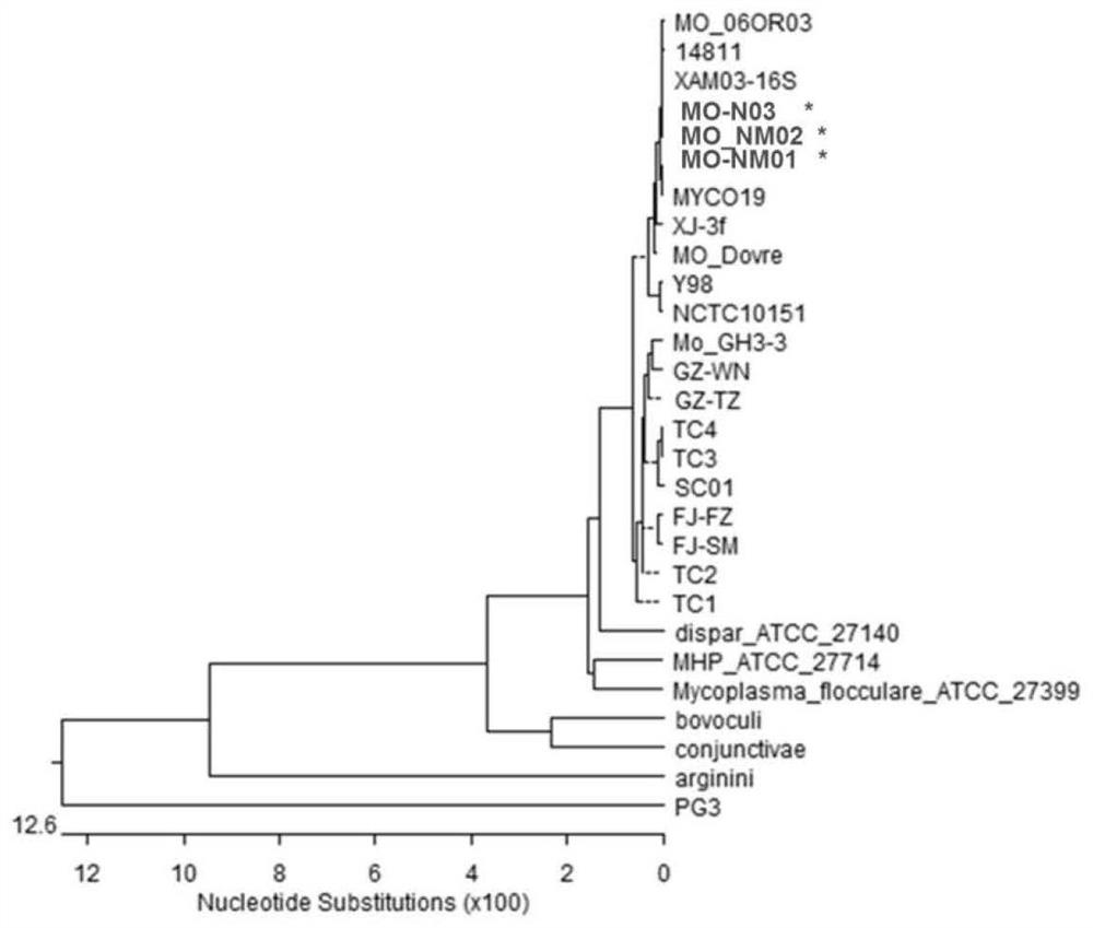 Combined strain for preparing mycoplasma ovipneumoniae vaccine, mycoplasma ovipneumoniae trivalent inactivated vaccine and preparation method of inactivated vaccine