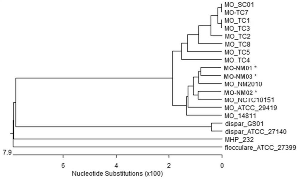 Combined strain for preparing mycoplasma ovipneumoniae vaccine, mycoplasma ovipneumoniae trivalent inactivated vaccine and preparation method of inactivated vaccine