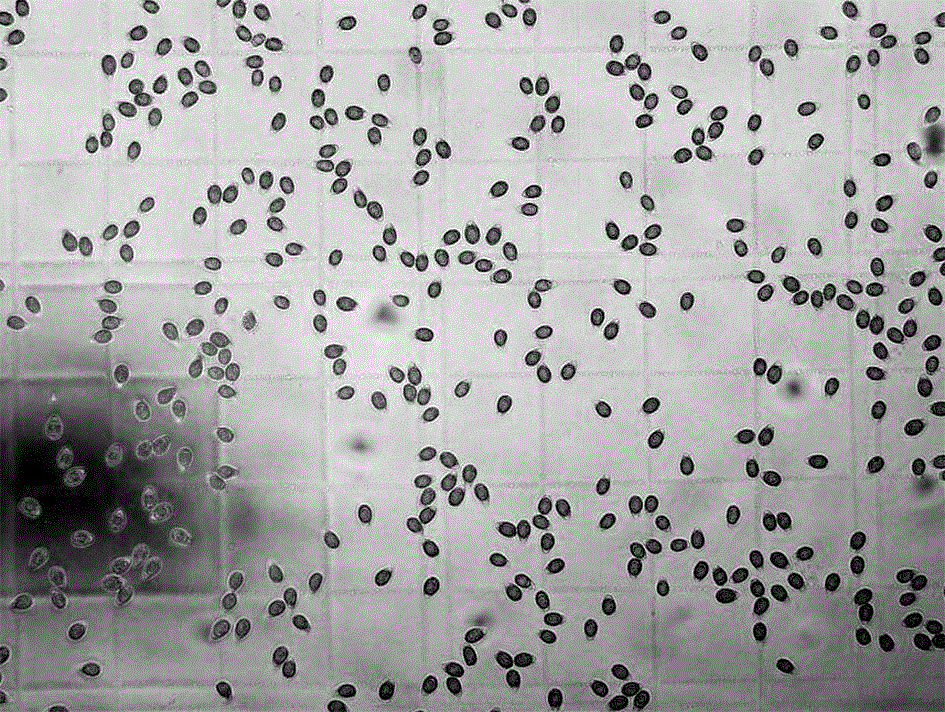 Method for rapidly and nondestructively detecting sporoderm-breaking rate of reishi shell-broken spore powder