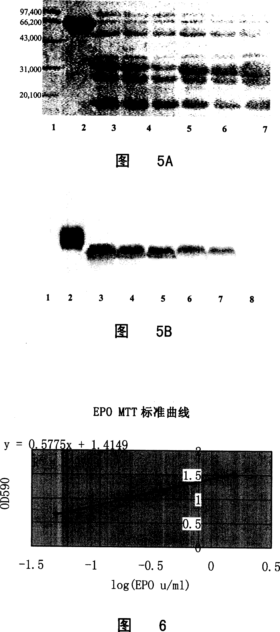 Method of producing human forcing erythrogenin using transgene animal mammary gland