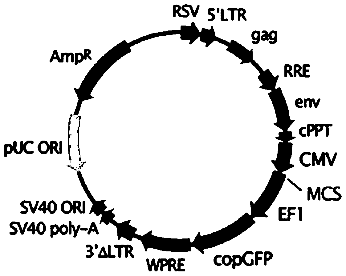 Application of recombinant mesenchymal stem cells in preparing drugs for treating myocardial infarction