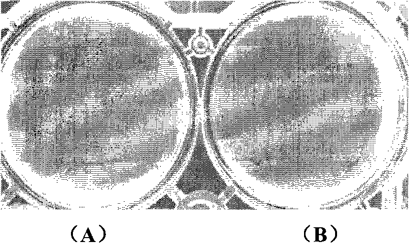 Recombinant baculovirus strain of porcine circovirus type 2 Cap protein expression, construction method and application thereof