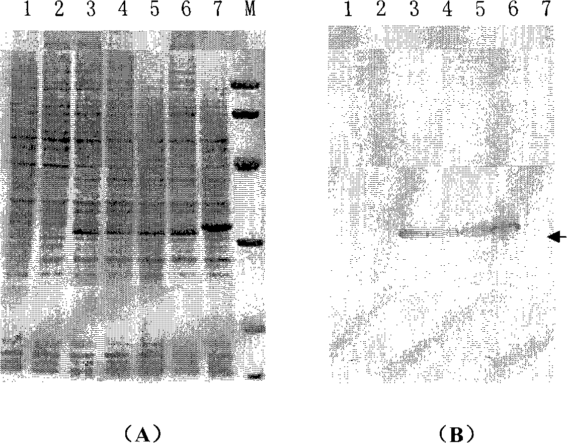 Recombinant baculovirus strain of porcine circovirus type 2 Cap protein expression, construction method and application thereof