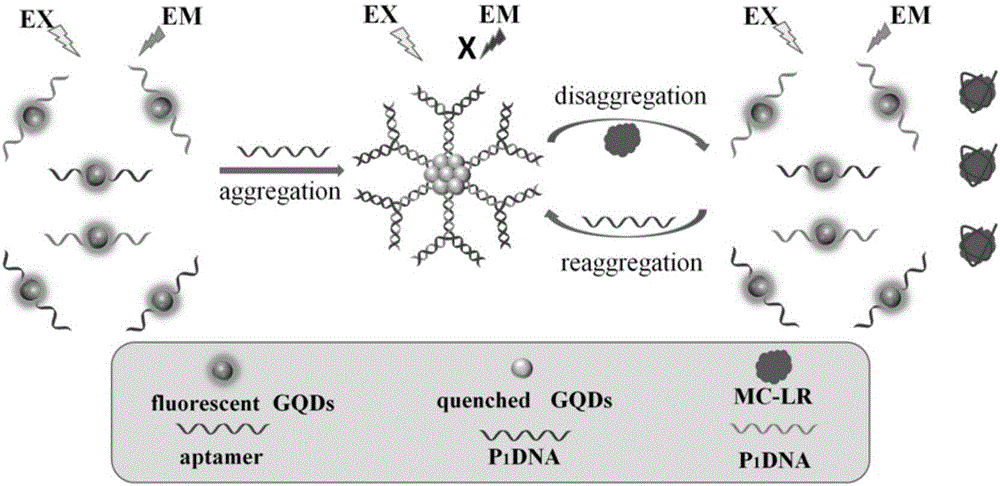 Recyclable fluorescent sensor for detecting microcystic toxins and application method of fluorescent sensor