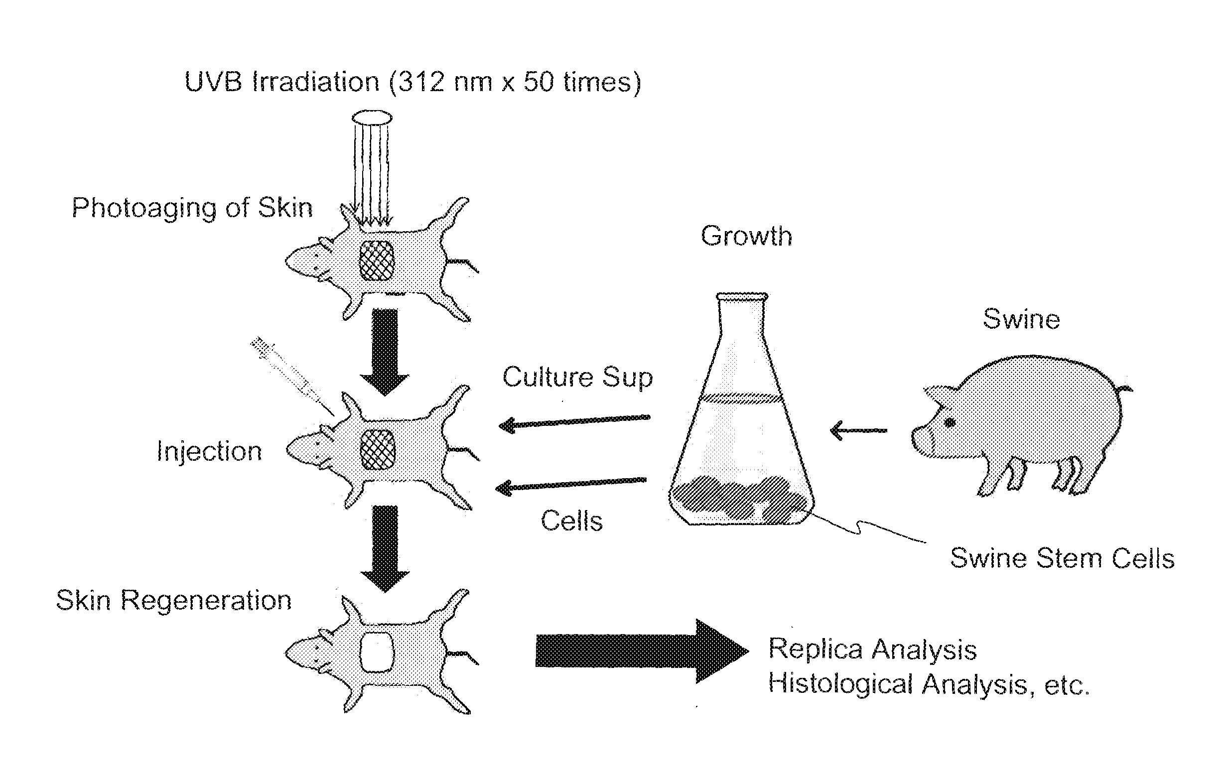 Cosmetic Agent or Skin Regeneration Promoter Comprising a Culture Sup of Non-human Stem Cells, and a Method for Introducing a Protein