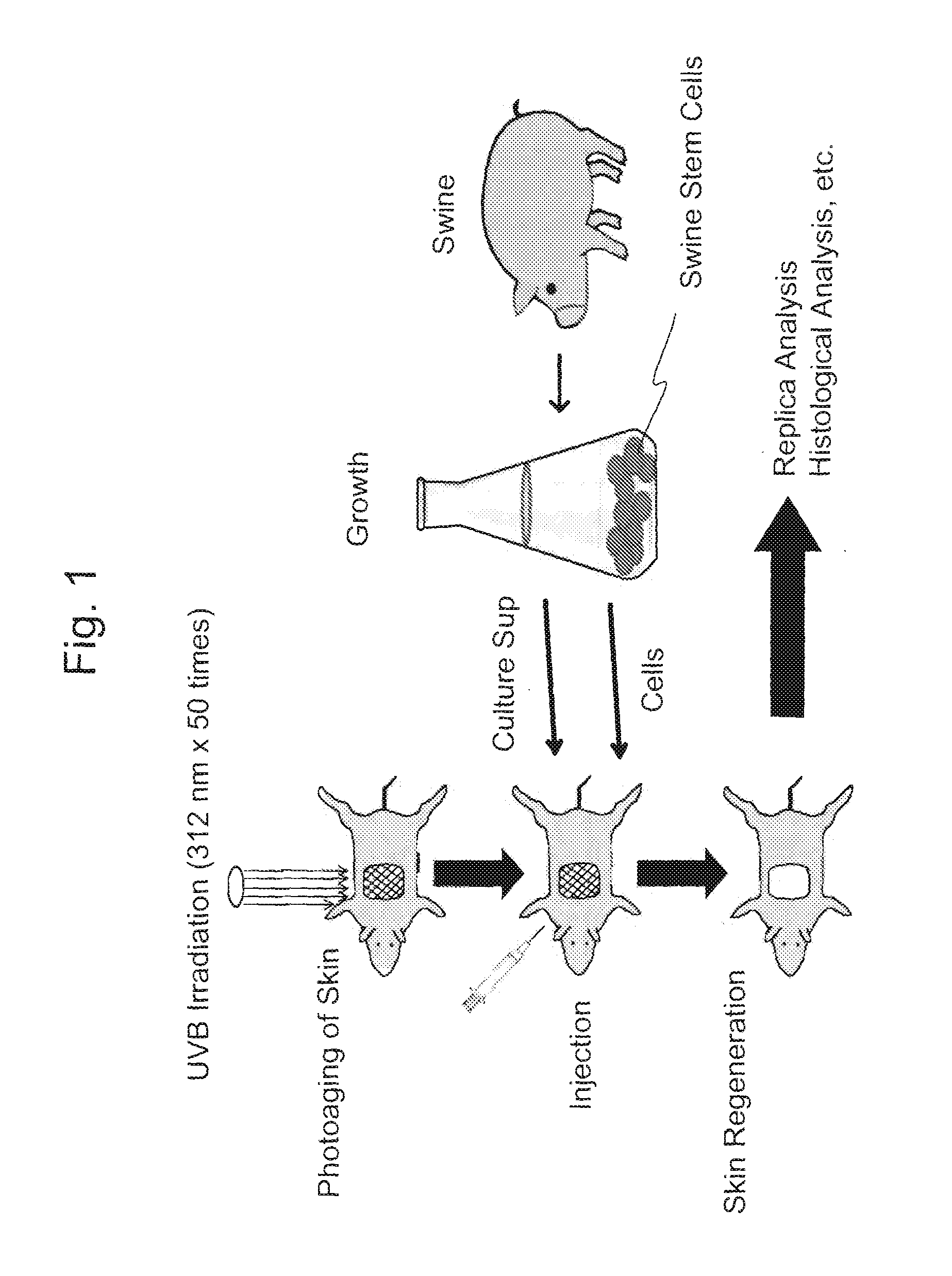 Cosmetic Agent or Skin Regeneration Promoter Comprising a Culture Sup of Non-human Stem Cells, and a Method for Introducing a Protein