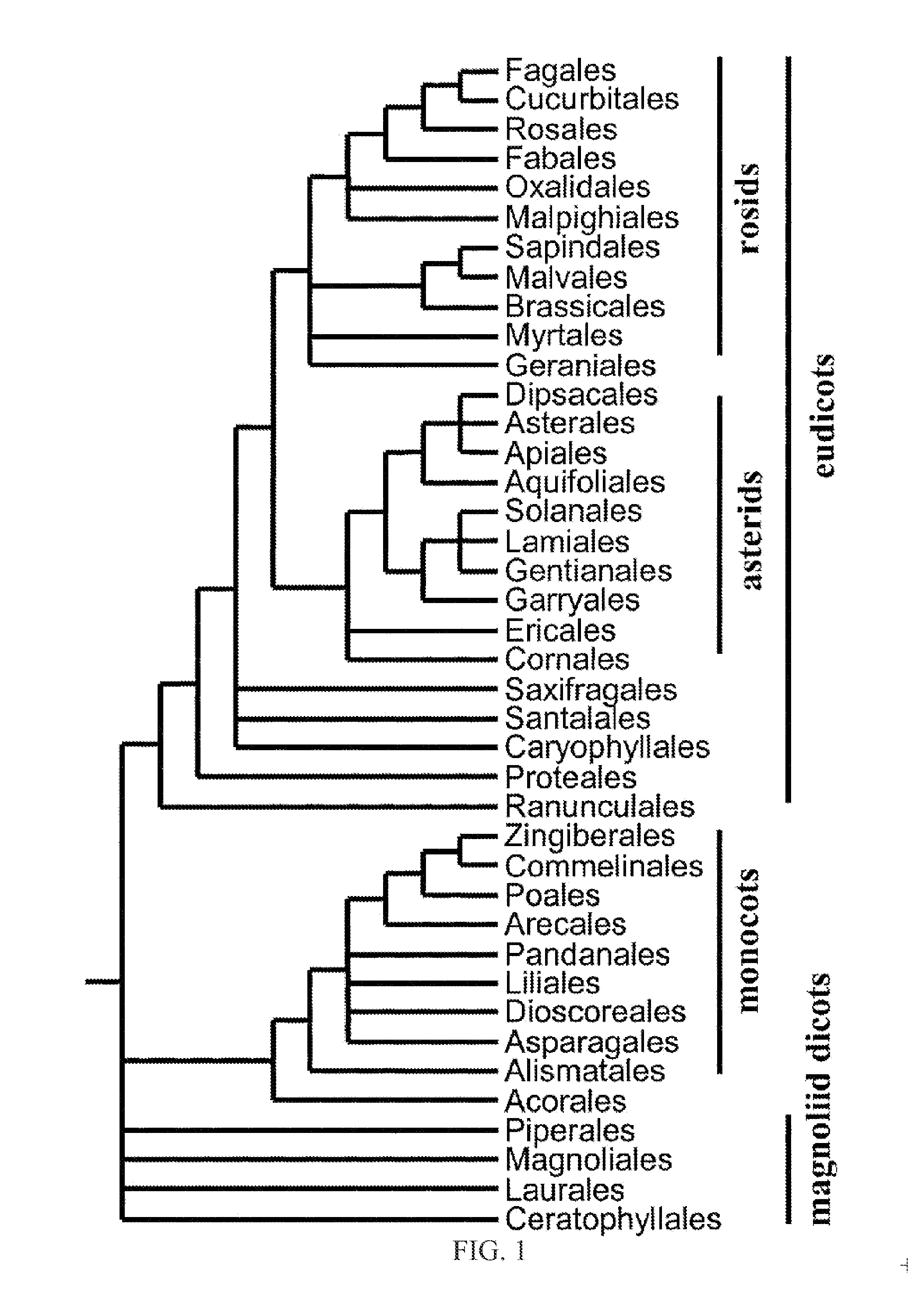 Stress tolerance in plants