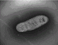 A Marine Surfactant-Producing Strain lhod-1 and Its Application