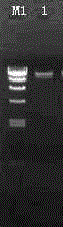 A Marine Surfactant-Producing Strain lhod-1 and Its Application