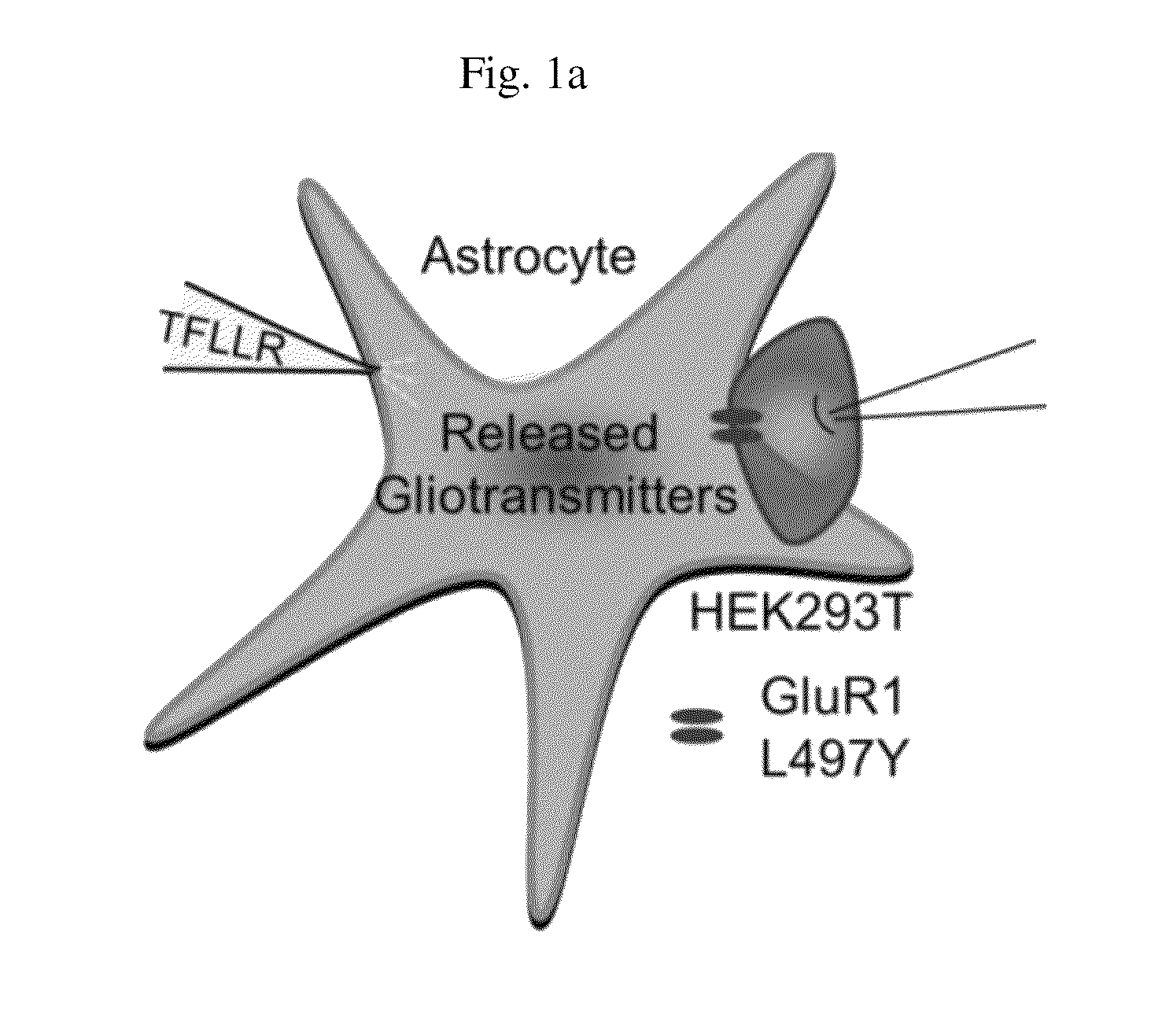 Method for screening a glutamate release inhibitor in an astrocyte