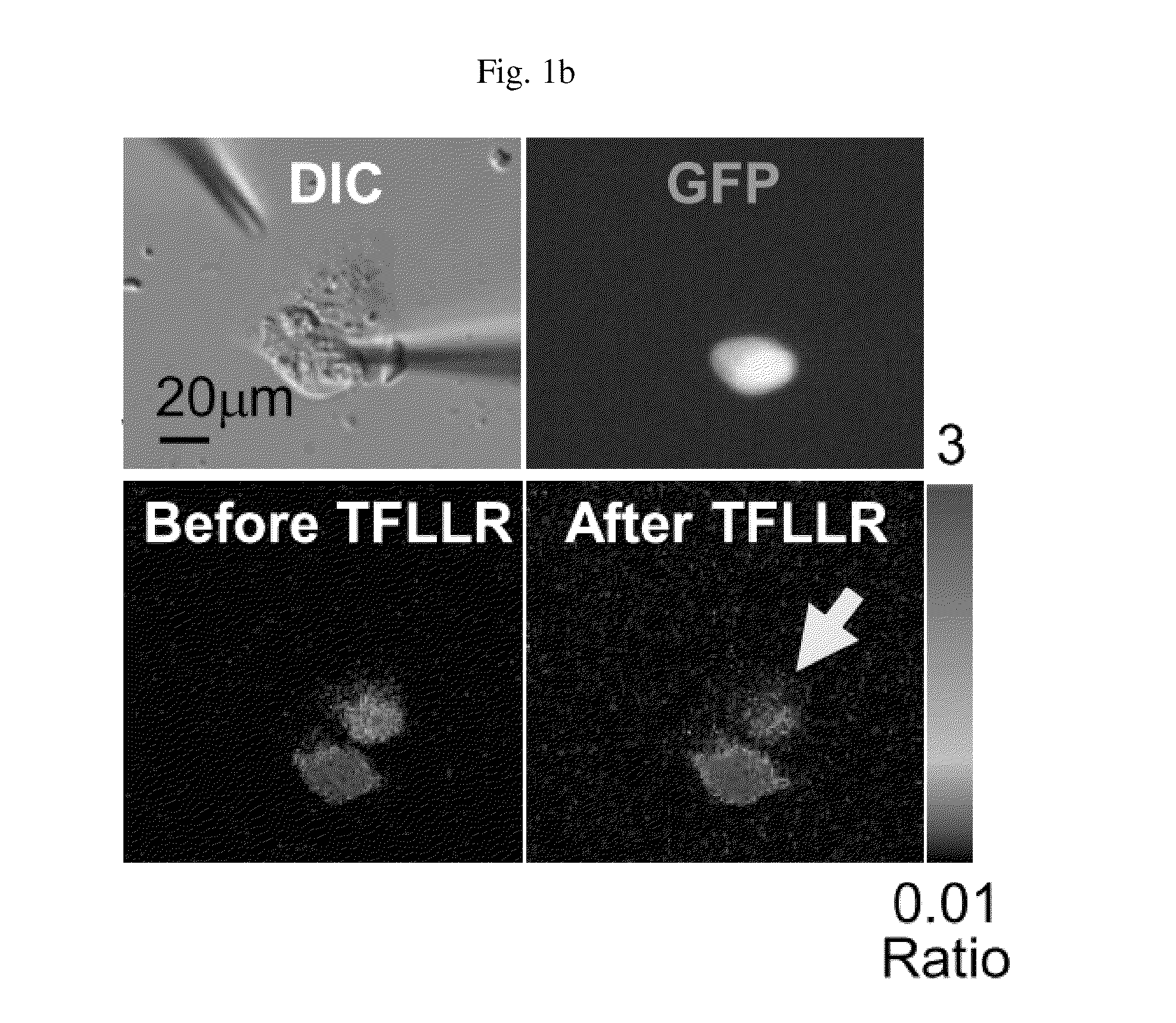 Method for screening a glutamate release inhibitor in an astrocyte