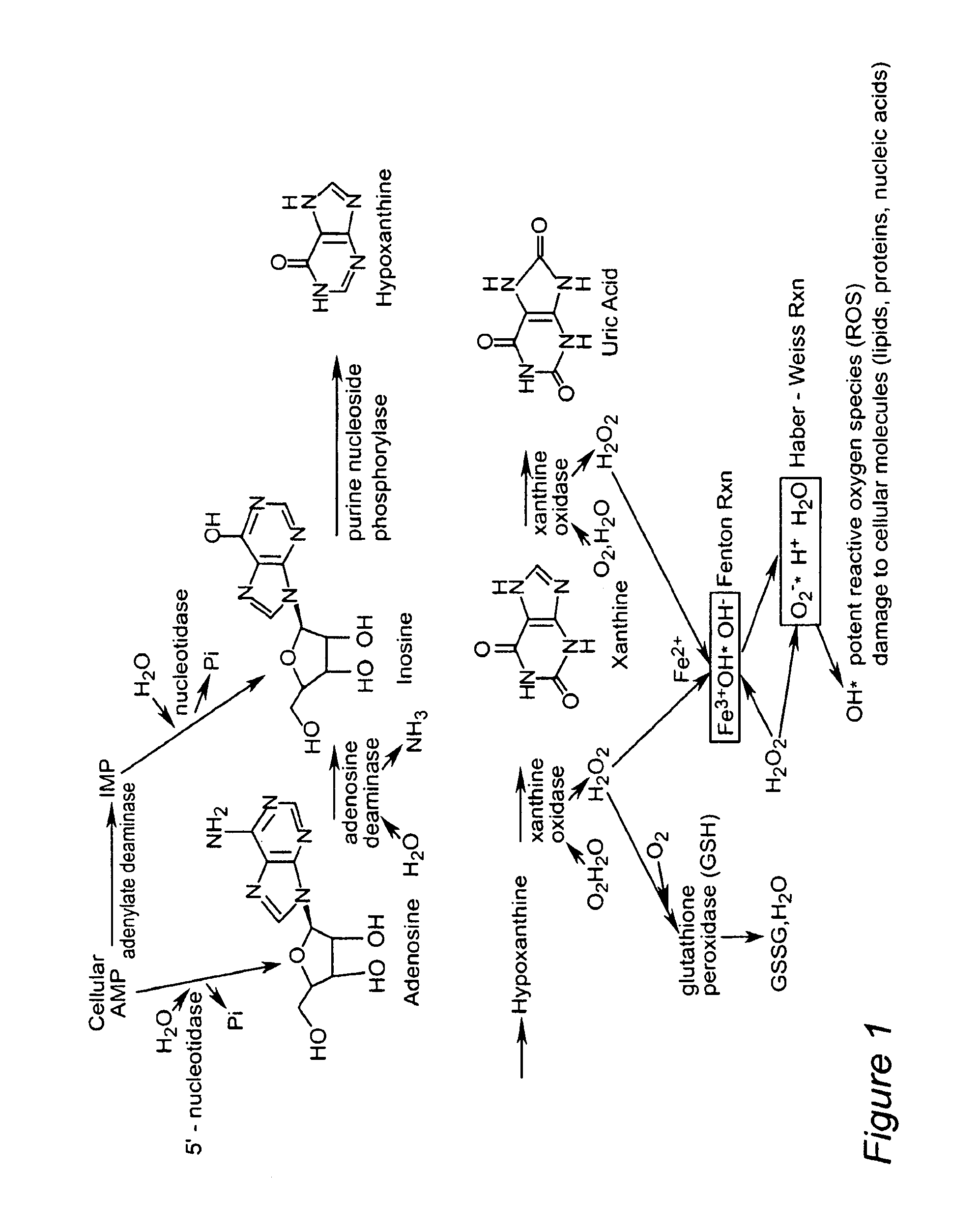 Method for diagnosing acute cardiac ischemia