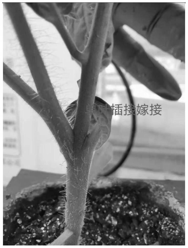 Single-leaf grafting inoculation method for tomato yellow leaf curl virus and tomato chlorosis virus