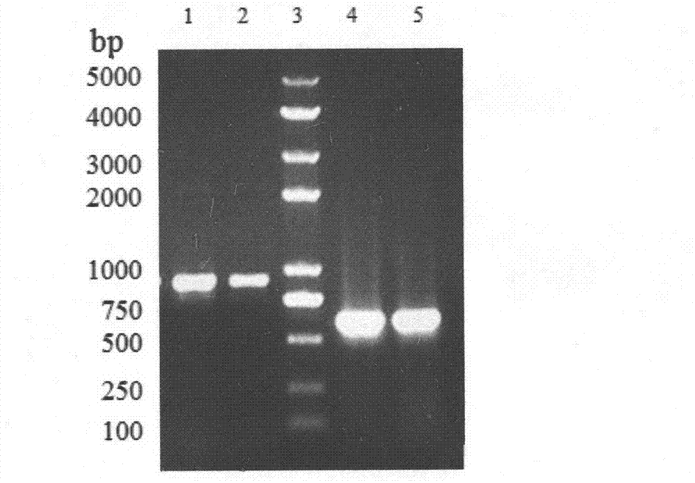 Fusion tandem antibacterial peptide and preparation method thereof