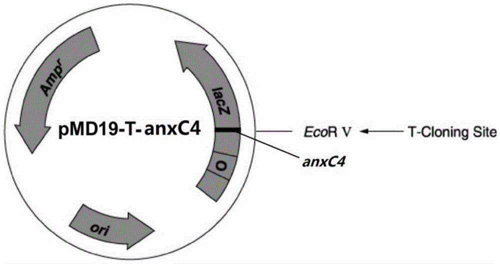 Application of Aspergillus fumigatus annexin anxC4 gene (anxC4 gene)