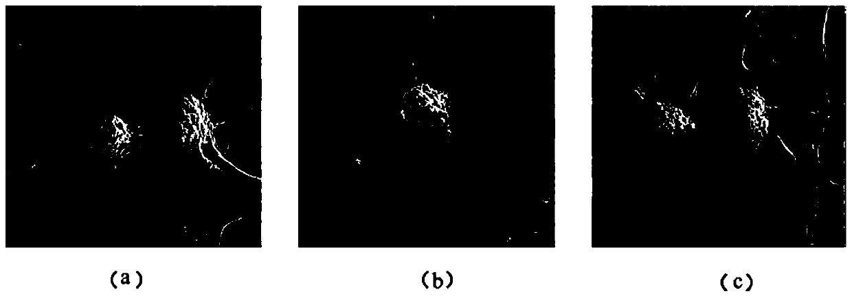 Application of Vietnamese ginsenoside R4 in preparation of medicament for treating neurodegenerative diseases