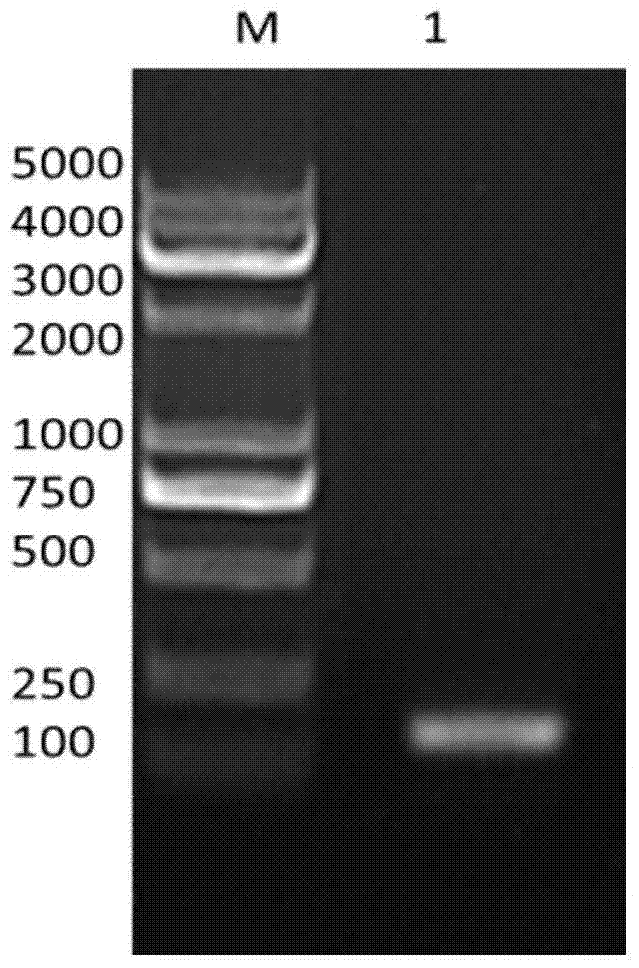 Recombinant plectasin as well as expression and purification method and application thereof