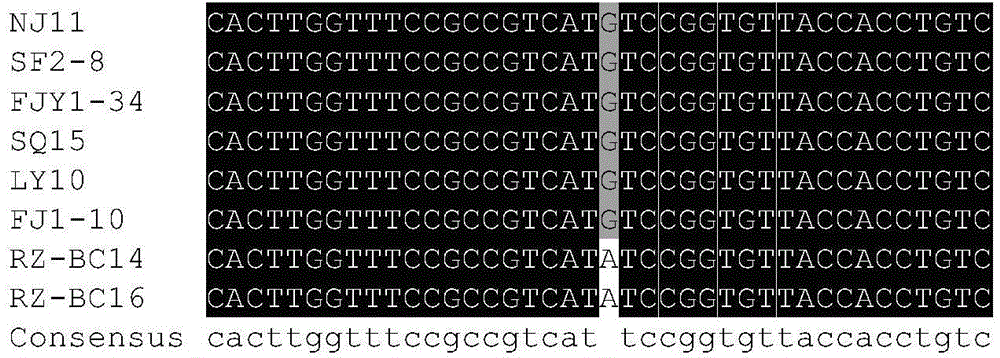 Molecular detection method for identifying insecticide resistance of Botrytis cinerea on zoxamide