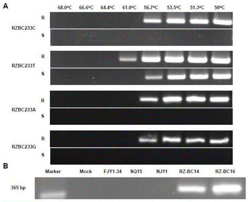 Molecular detection method for identifying insecticide resistance of Botrytis cinerea on zoxamide