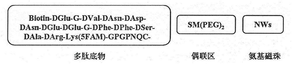 Preparation and application of FAPalpha activated polypeptide magnetic nanosphere compound used for diagnosis of tumors