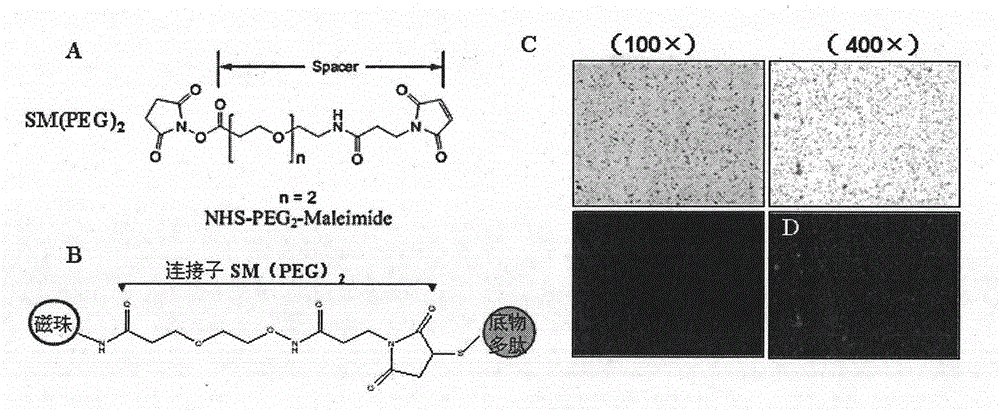 Preparation and application of FAPalpha activated polypeptide magnetic nanosphere compound used for diagnosis of tumors