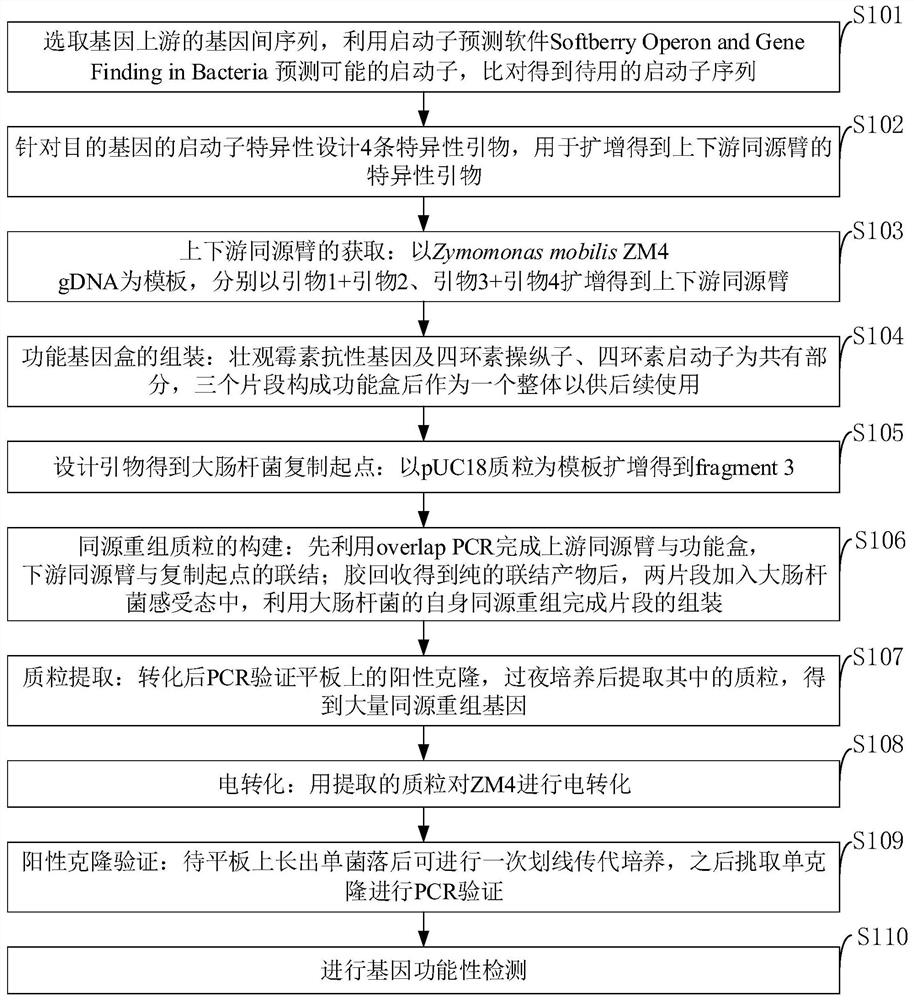 A method for identifying microbial gene functions based on inducible promoters