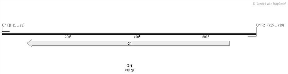 A method for identifying microbial gene functions based on inducible promoters