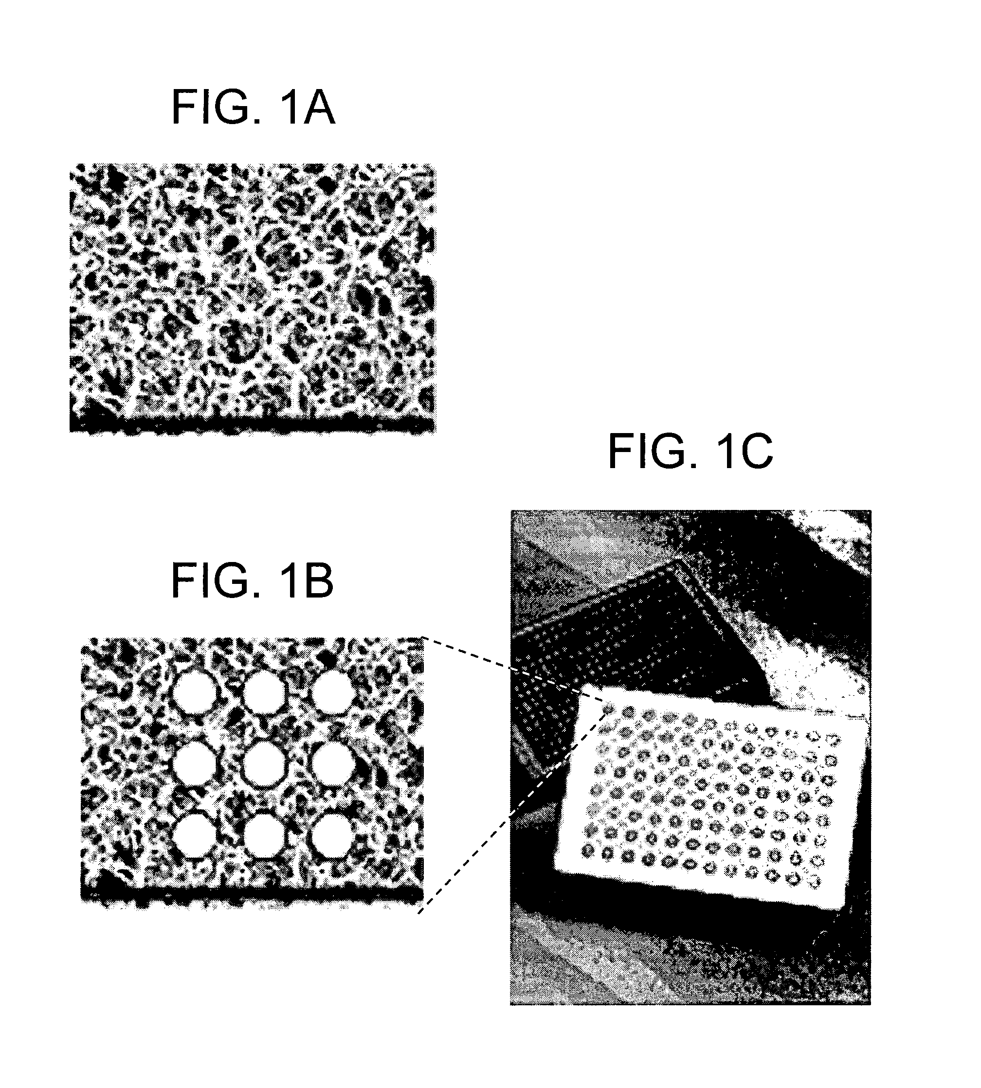 System for high throughput GPCR functional assay