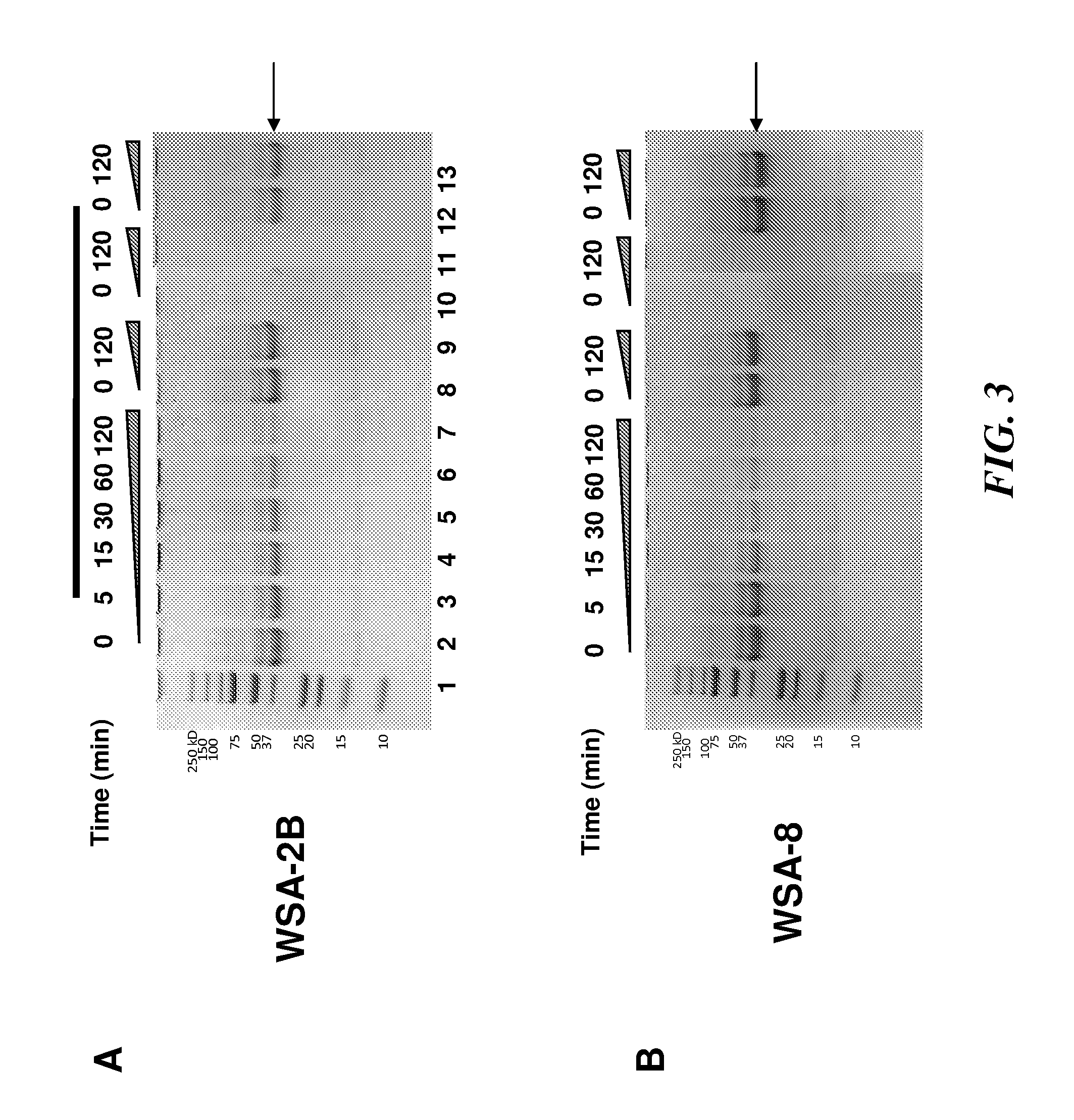 Rothia species glutamine endopeptidases and use thereof