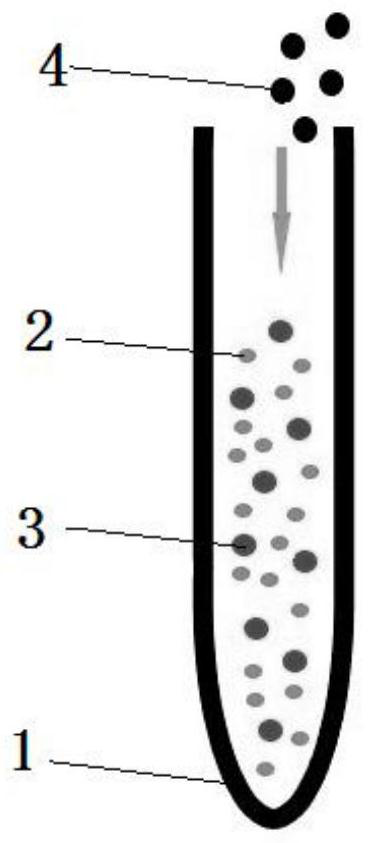 Immunomagnetic bead for separating red blood cells, and preparation method and application of immunomagnetic bead