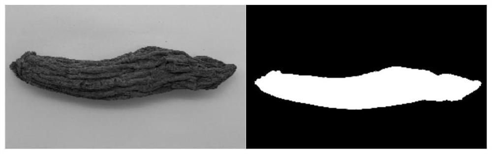 Construction method of radix scrophulariae medicinal material evaluation model and evaluation method of radix scrophulariae medicinal material quality