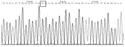 Kit for simultaneously detecting various inherited metabolic liver diseases