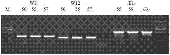 Kit for simultaneously detecting various inherited metabolic liver diseases