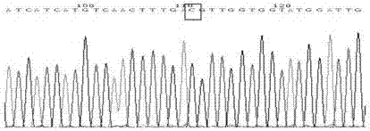 Kit for simultaneously detecting various inherited metabolic liver diseases