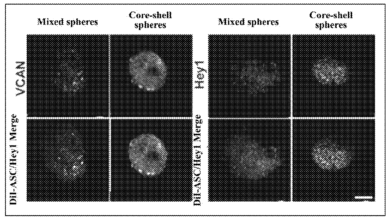 Pharmaceutical compositions for promoting hair follicle regeneration and methods for preparing the same