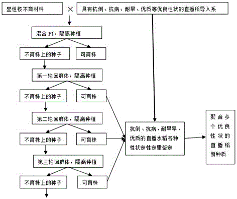 Method for quickly breeding directly seeded rice varieties suitable for wheat stubble along Huaihe region