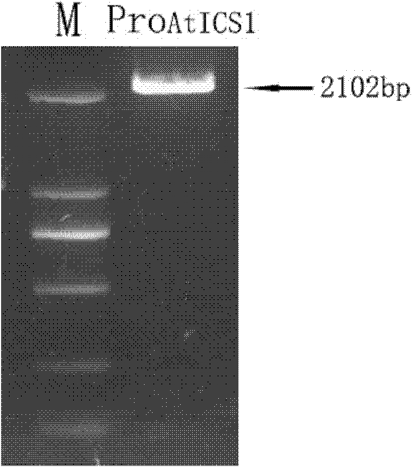 Plant resistance related protein ANAC001, its encoding gene and application thereof