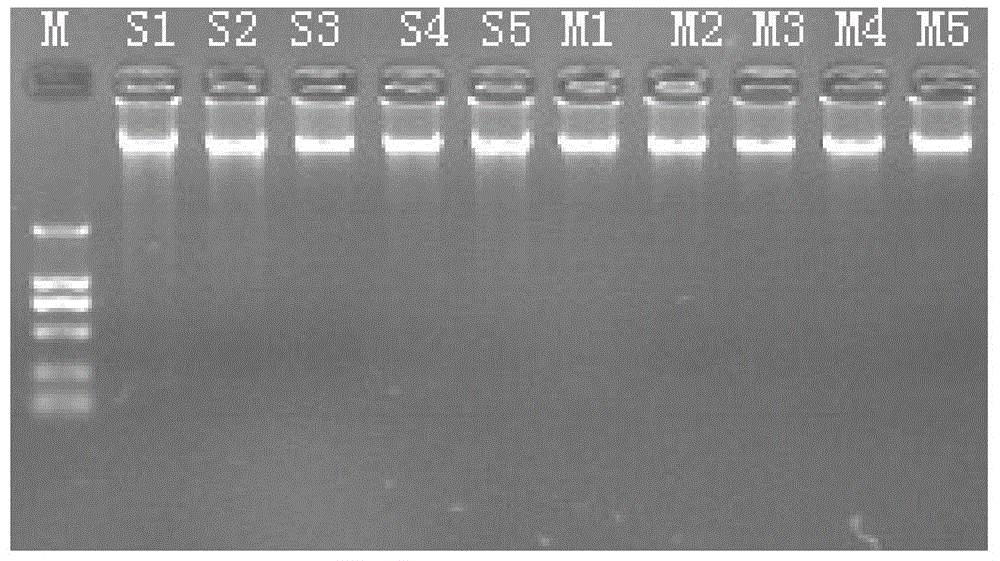 Method for extracting sinonovacula constricta DNA in vivo