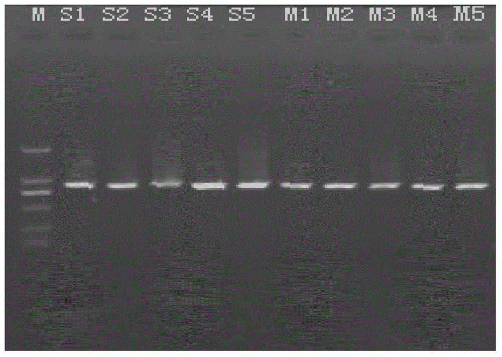 Method for extracting sinonovacula constricta DNA in vivo