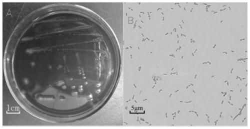 Biocontrol seed coating agent for tomatoes and application of biocontrol seed coating agent