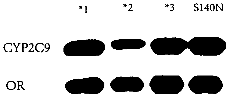 CYP2C9 gene segment comprising 419G&gt; A mutation, encoded protein segment and application thereof