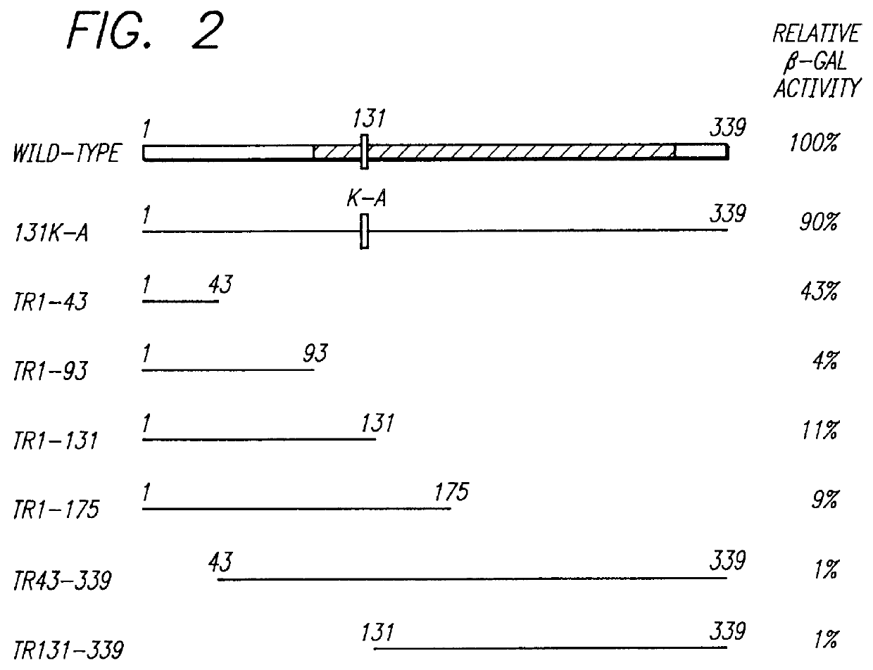 Disruption of the mammalian RAD51 protein and disruption of proteins that associate with mammalian RAD51 for hindering cell proliferation and/or viability of proliferating cells