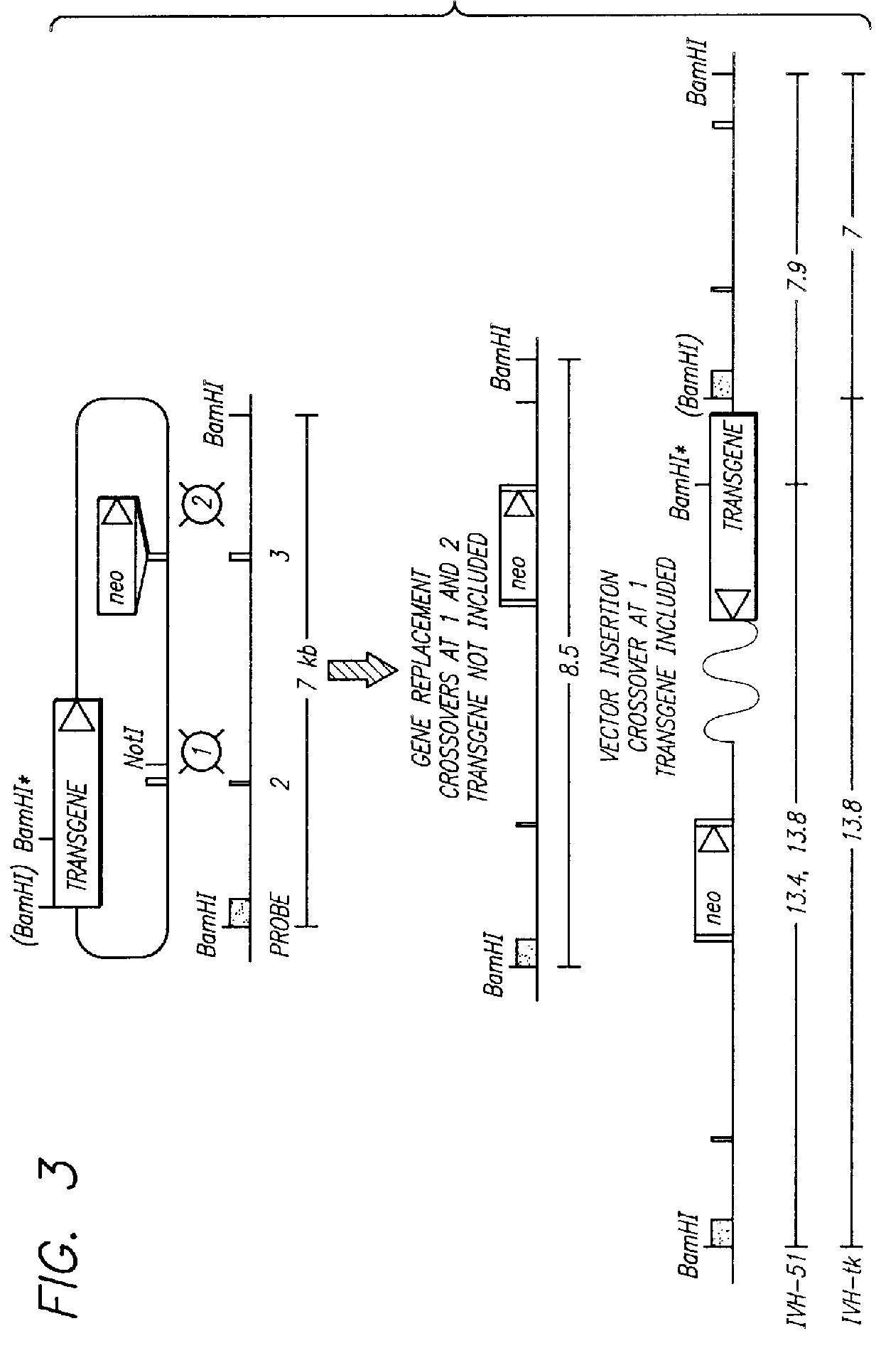 Disruption of the mammalian RAD51 protein and disruption of proteins that associate with mammalian RAD51 for hindering cell proliferation and/or viability of proliferating cells