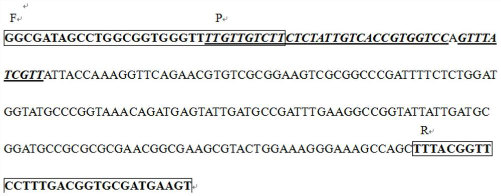 A detection method for food-borne pathogen Salmonella