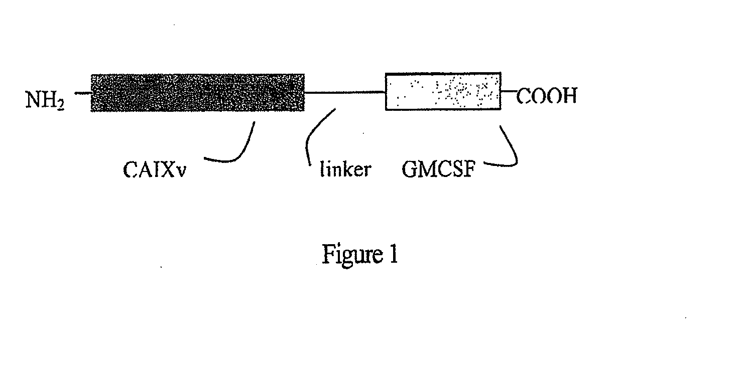 Fusion molecule based on novel taa variant