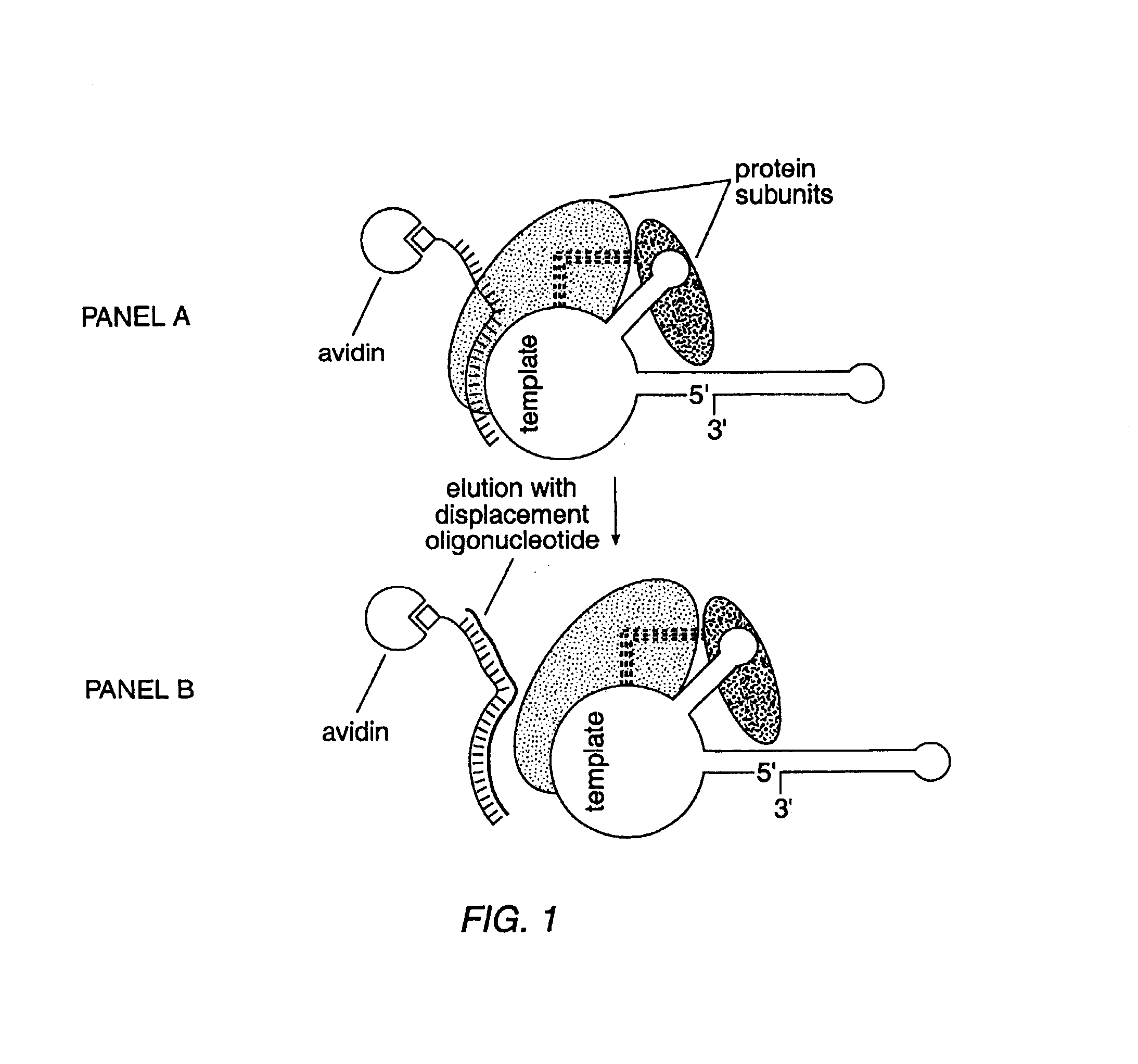 Method for detecting polynucleotides encoding telomerase