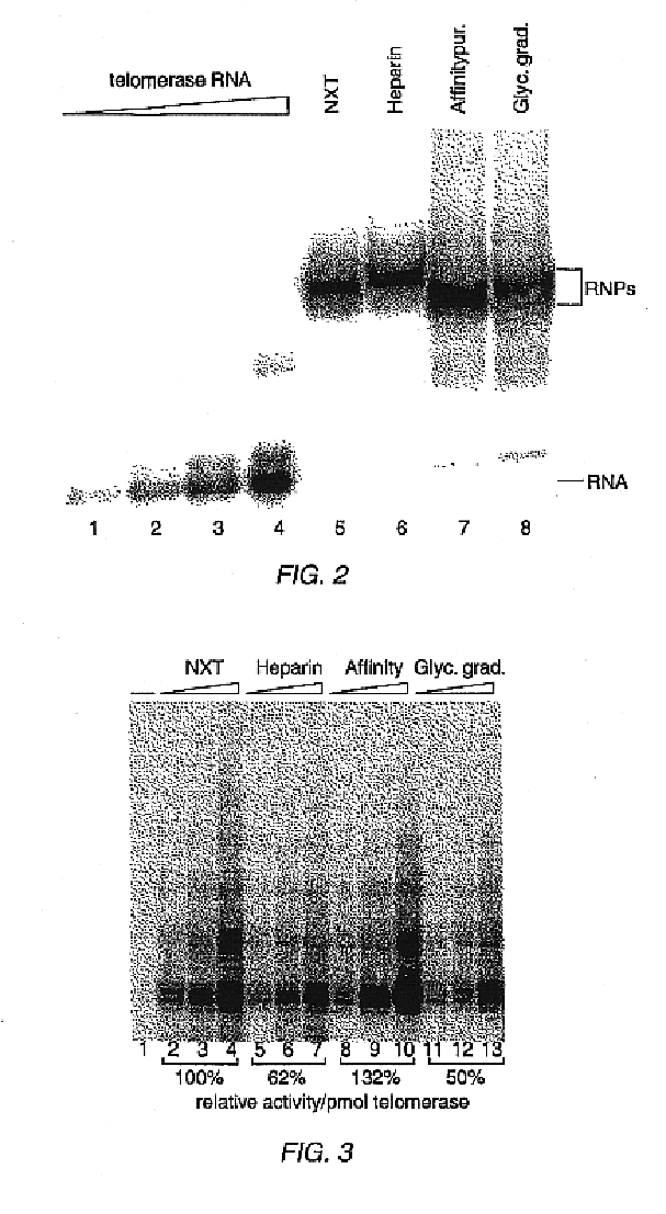 Method for detecting polynucleotides encoding telomerase